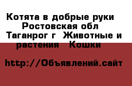 Котята в добрые руки - Ростовская обл., Таганрог г. Животные и растения » Кошки   